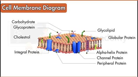 Image result for Cell Membrane Structure and Function