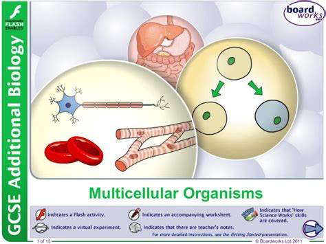 Image result for Multicellular Organism Examples