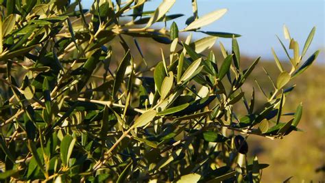 Image result for Install Olive Tree Linux