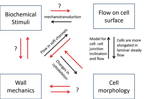 Research: Biofluid Dynamics Lab