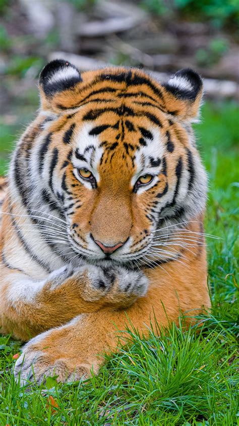 Download wallpaper 1350x2400 siberian tiger, tiger, predator, big cat ...