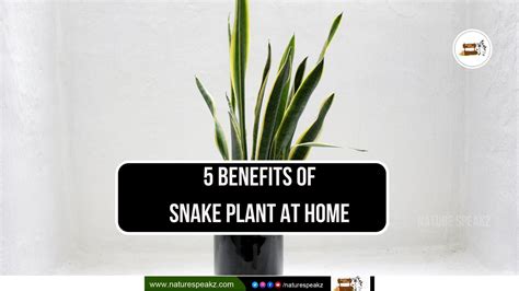 5 Benefits of Snake Plant at Home - Snake Plants Facts