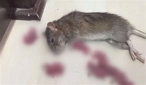小鼠飼養科普：小鼠的一生和關於生命的延續_c57小鼠繁殖年齡 - 美尼網