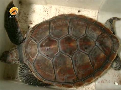 惠安：海龟误闯渔网被困 渔民连夜解救放归大海