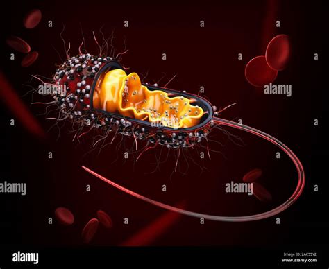 Bacterial Cell Structure 的图像结果