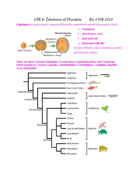Phylum Chordata Tree