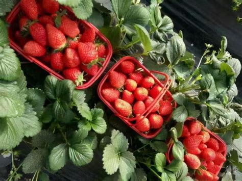 家庭盆栽草莓的种植方法，注意这5点，你也能吃上自己种的草莓_腾讯新闻