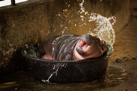 Baby pygmy hippo Moo Deng now has an official song | The Independent