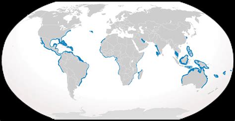 Bull shark - Facts, Diet, Habitat & Pictures on Animalia.bio