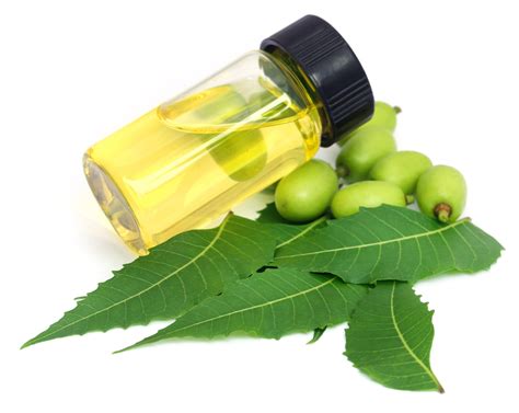 Make the Miraculous Neem Oil a Part of Your Daily Life: Discover the ...