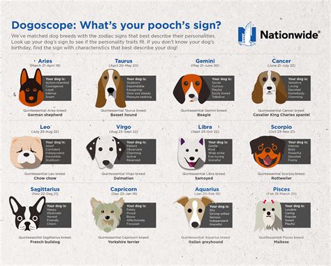 Puppy zodiac signs 60 photos - Astrologytoyou.com