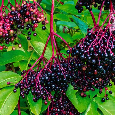 Elder Berry Fruit PLant (Sambucus nigra) – veliyathgardens