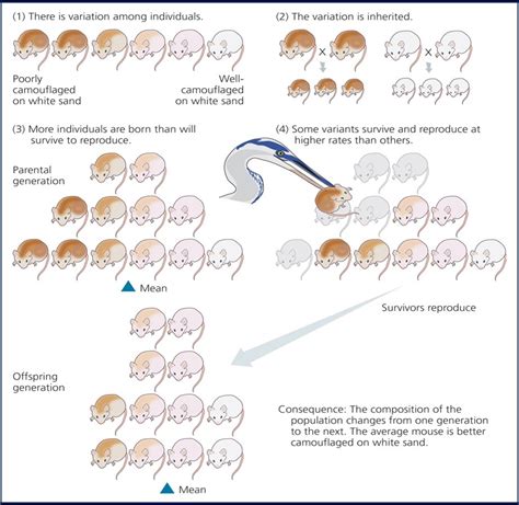 Image result for Evolution Process