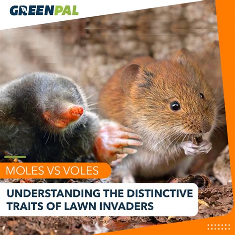 Moles Vs Voles: Revealing The Truth About Two Lawn Invaders | GreenPal
