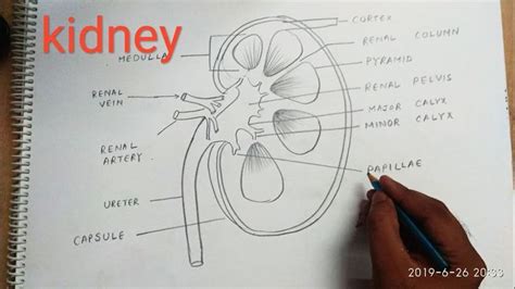 Image result for Kidney Tutorial