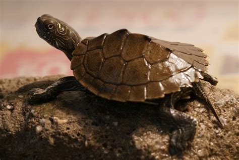Image result for Turtle Shell Backpack for Custom Use