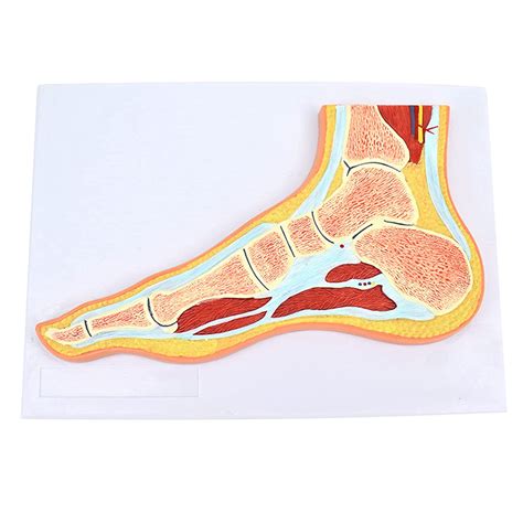 Buy Skeletal muscle model of the foot joint, anatomical anatomical foot ...