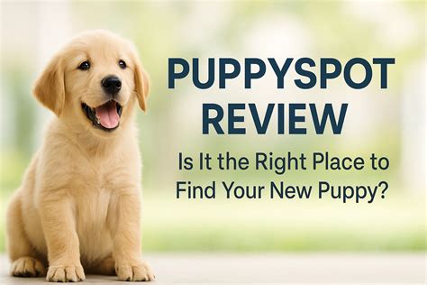 PuppySpot Review – Legit Breeders & Healthy Puppies - JollyPetsLife