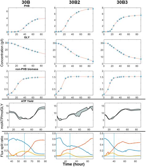 Dynamic Metabolic Analysis of Cupriavidus necator DSM545 Producing Poly ...