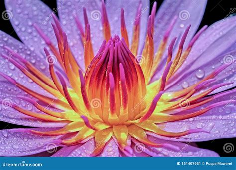 The Beauty of the Water Lily Blooms with Dew Drops on Its Petals. Stock ...