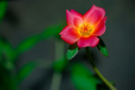 Image result for Two-Color Background HD