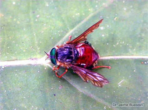 Insectos del Ecuador
