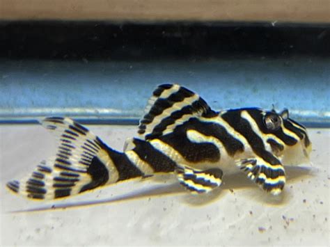 Chennai Aquarium - India’s #1 Online Aquarium & Aquascaping Store