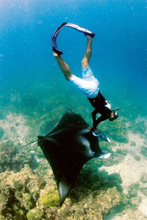 Turning the tide for manta and devil rays | Save Our Seas Magazine