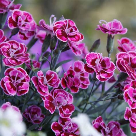 Buy garden pinks / dianthus (syn. Dianthus Purple Wedding) Dianthus ...