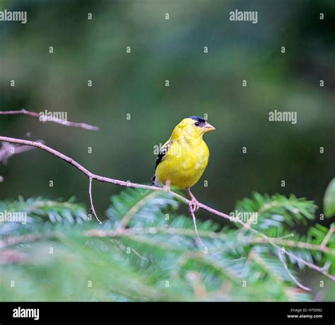 American goldfinch is a handsome little finch, the state bird of New ...