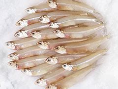 SEAFOOD SOLUTION - B2B Frozen Seafood Supplier