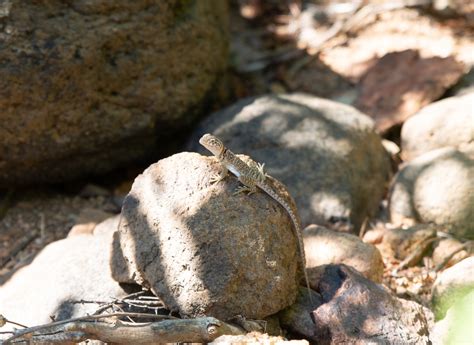 Image result for Eastern Collared Lizard