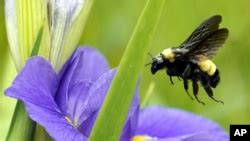 นักวิจัยศึกษา "ประชากรผึ้งโลก" - สร้างแผนที่เพื่อการอนุรักษ์