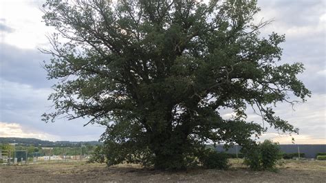 Nature Building 的图像结果