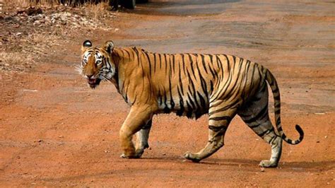Roads pose a roadblock to tiger conservation in South and Southeast ...