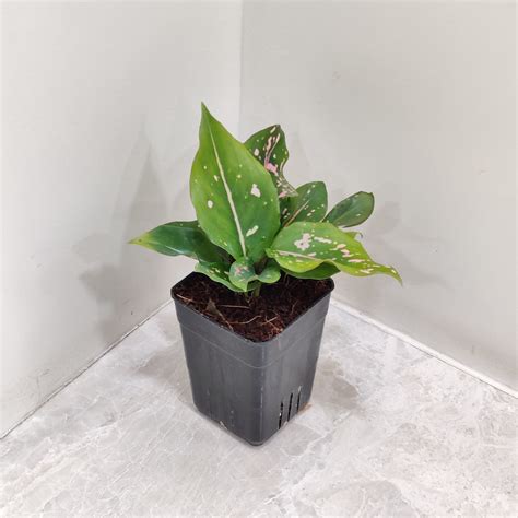 42 Stunning Aglaonema Varieties You'll Adore – ChhajedGarden.com