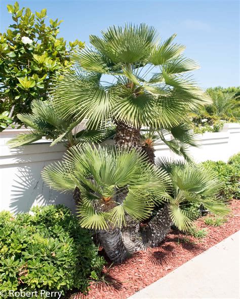 Mediterranean Palm Tree