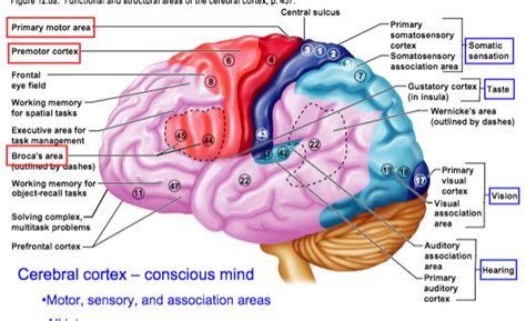 Image result for Brain Exploding Vector