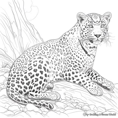 Leopard Coloring Pages - Free & Printable!