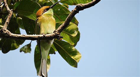 Ramakrishna Mission Sikshanamandira