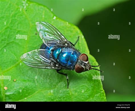 Macro Photography of Blue Bottle Fly on Green Leaf Stock Photo - Alamy
