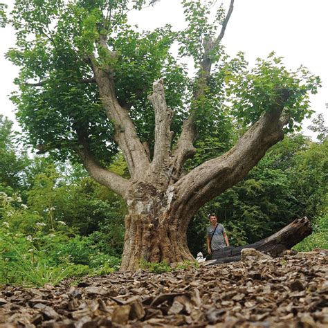 Frome Heritage Tree Walk, Cheese and Grain, Frome, 8 June 2025 | AllEvents