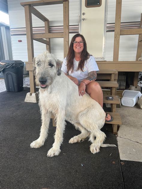 Wabash Valley Wolfhounds - Irish Wolfhound Puppies for Sale in New ...