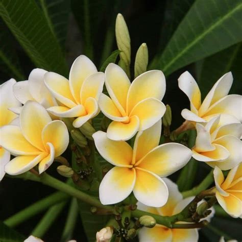 OXY GREEN PLANT® Frangipani,Plumeria,Golachin,Champa, Deva Ganugala ...