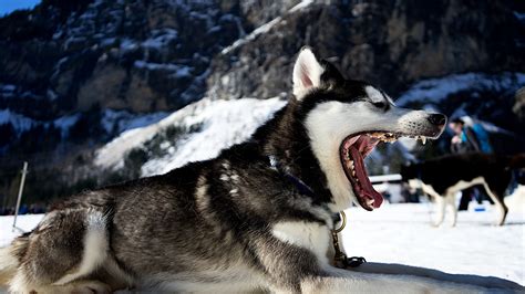 Siberian Husky Snow Wallpaper