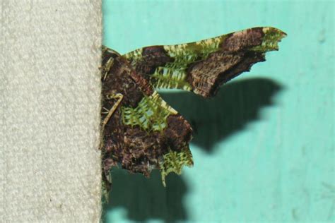 Prionodonta amethystina | Moths