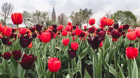 Bing Wallpaper Flowers 的图像结果