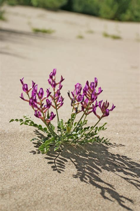 Take a Look at Utah Desert Wildflowers & Learn Them All!