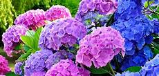 fiori di giugno eventi della tuscia 15 16 17 giugno 2018 bolsena fiori di giugno eventi della tuscia 15 16 17 giugno 2018 bolsena