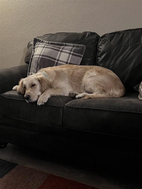 Maisy: “Yes, I know we descended from wolves but then we figured out you have couches so here we ...